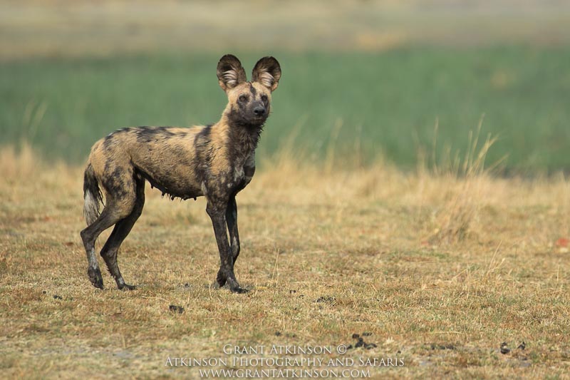 African Wild Dog - Copyright © Grant Atkinson